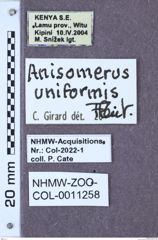 Etikett zu Anisomerus uniformis (Fleutiaux, 1919)